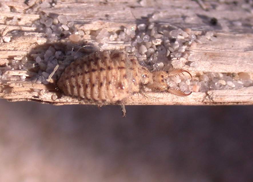 Creoleon corsicus